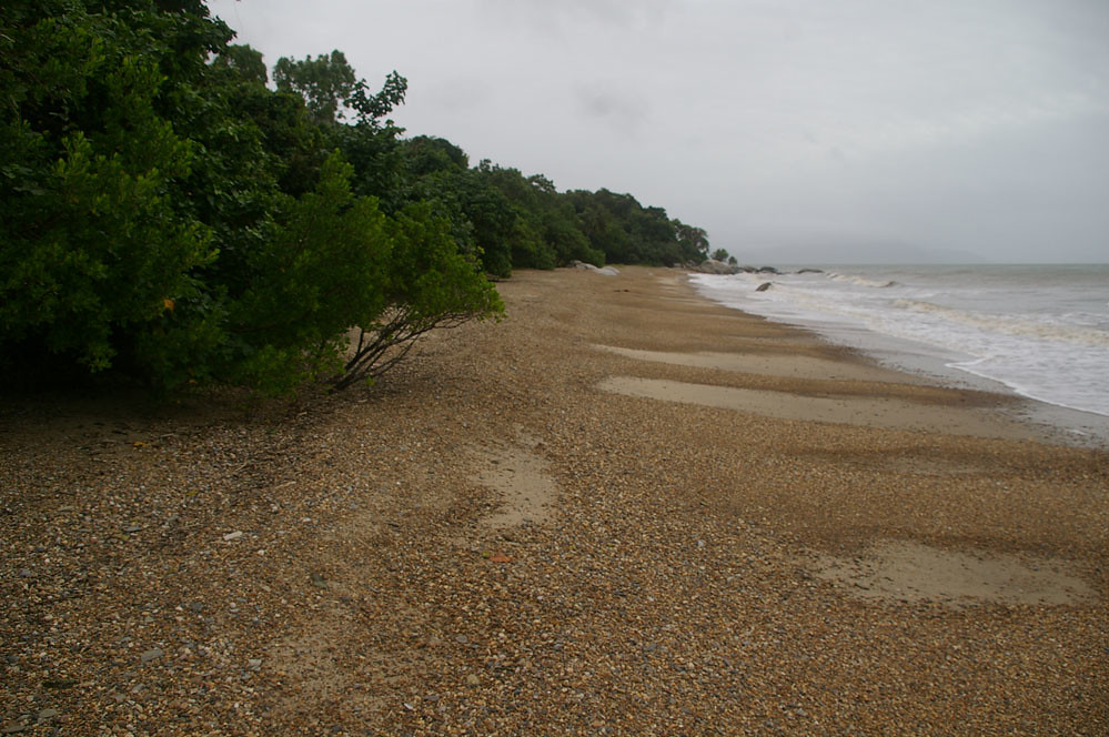 Lumnitzera racemosa, Quarantine Bay, near Cooktown, QLD, 3… Flickr