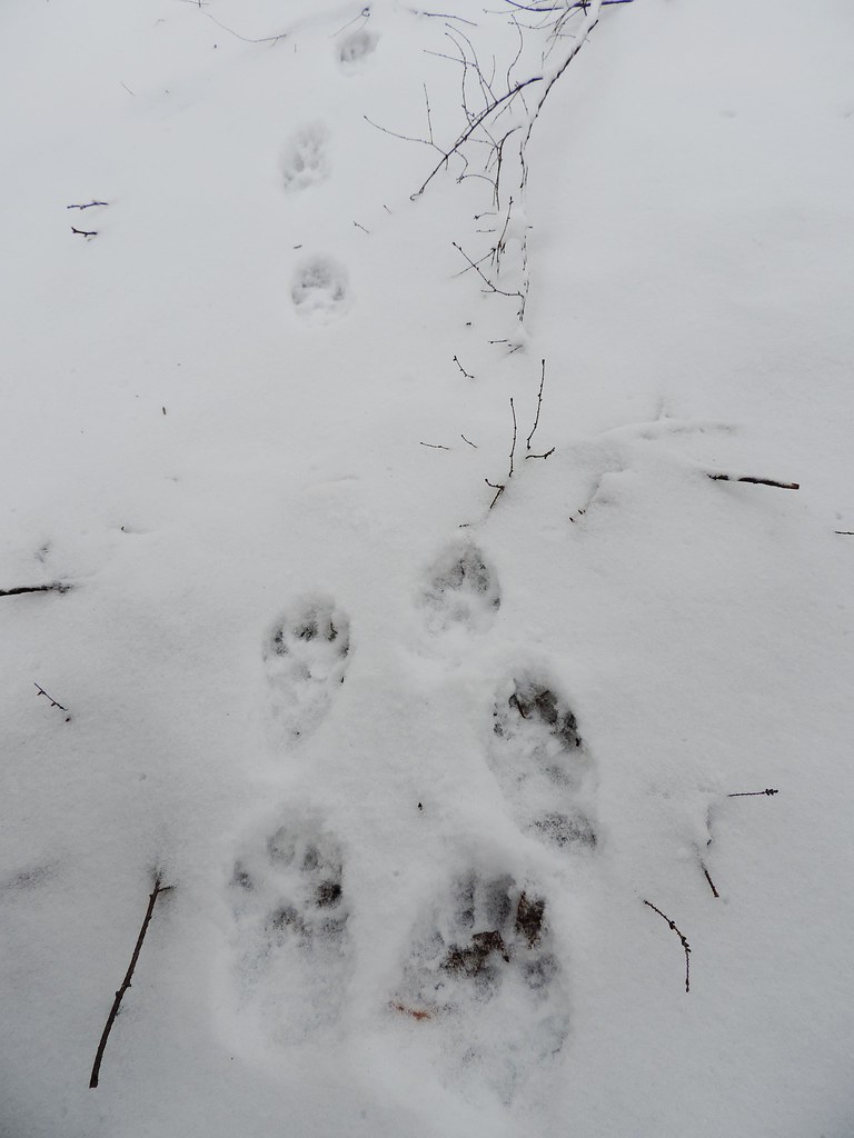 Fisher Tracks in the Snow At Allegany State Park March 201… Flickr