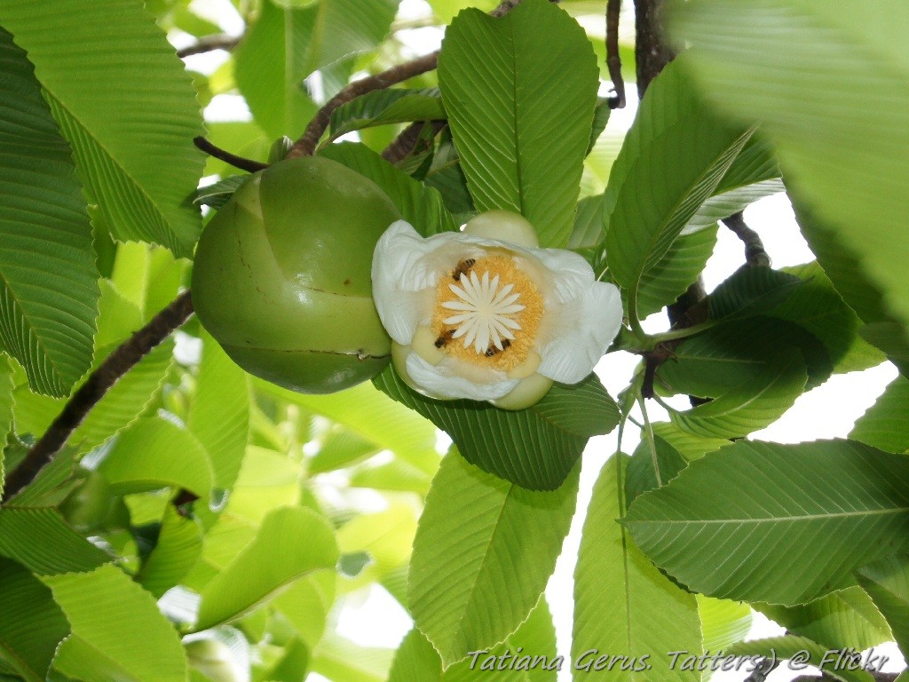 Elephant apple flower with immature fruit Dillenia indica … Flickr
