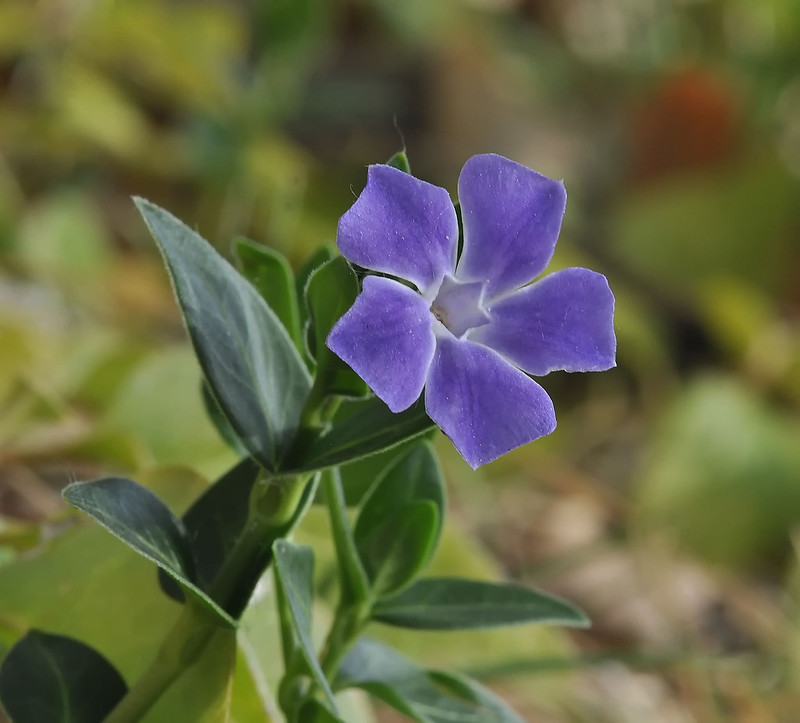 Bigleaf Periwinkle Flickr