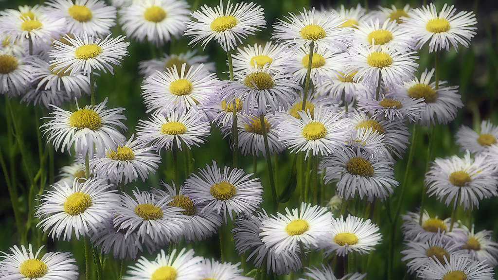 Flowers in Botanical Garden in Uppsala, Sweden 2/7 2011. Flickr