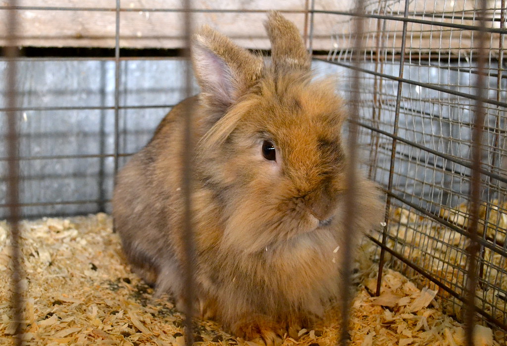 Lapin Tête de lion Gen Paradis Flickr
