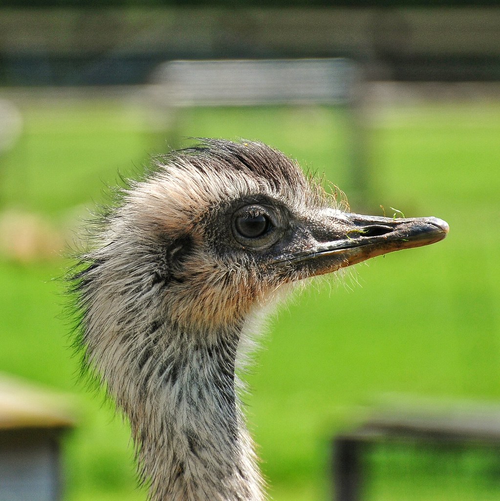 Rhia Little Owl Farm Park sabphotos69 Flickr