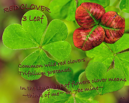 Clover meanings Scroll down for more. Clover was an ancie… Flickr