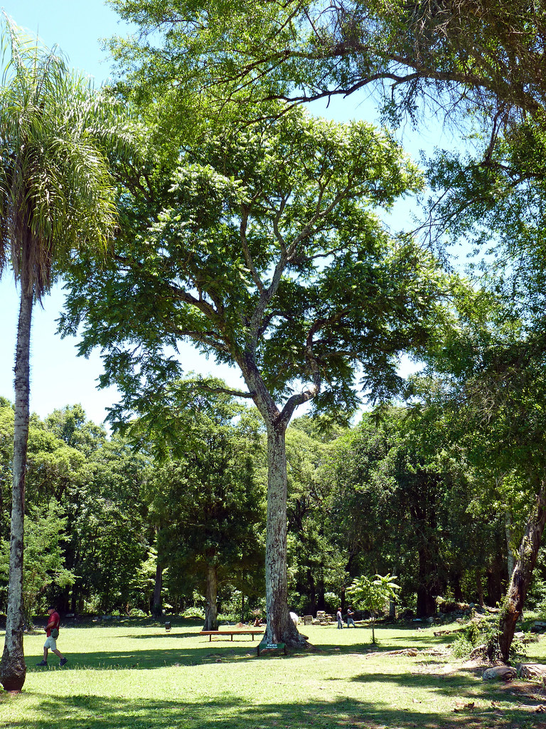 Spanish cedar Spanish cedar, (Cedrela odorata) at Misión d… Flickr
