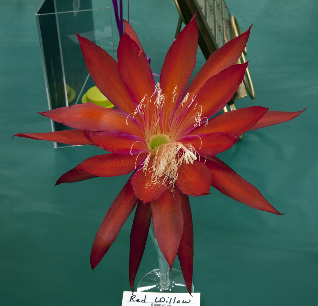 Epiphyllum Red Willow Don Flickr