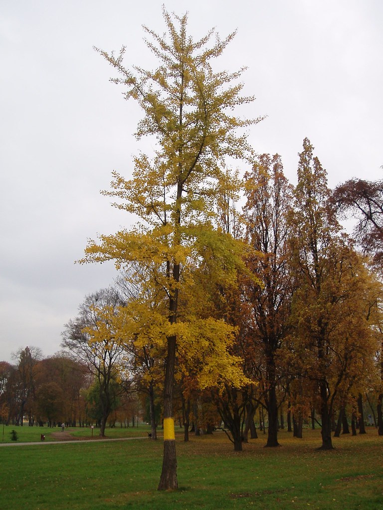 Ginkgo Biloba Location Prague, Czech Republic Ginkgo CZ Flickr