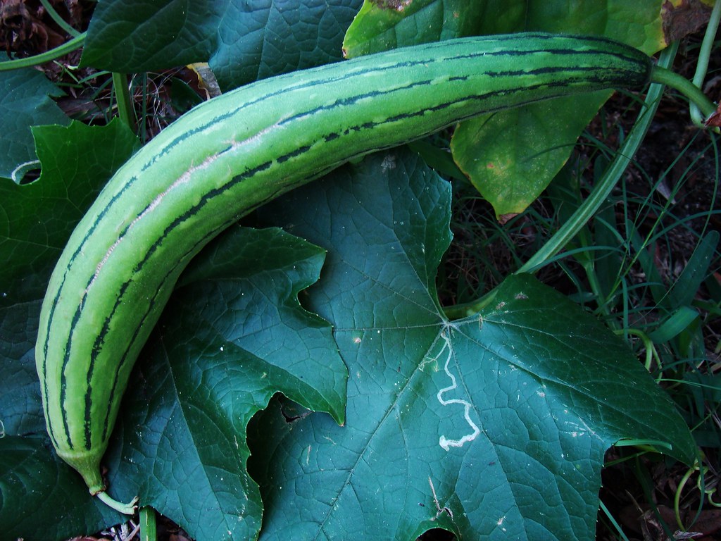 Luffa Meaning In English Vegetable