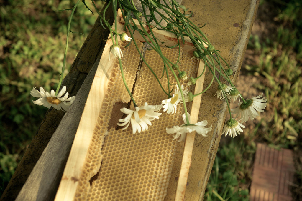 beeswax New beeswax a little broken looks so nice together… Flickr