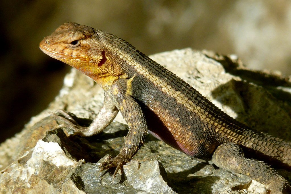 Rosebellied spiny lizard Sceloporus variabilis Photograph… Flickr