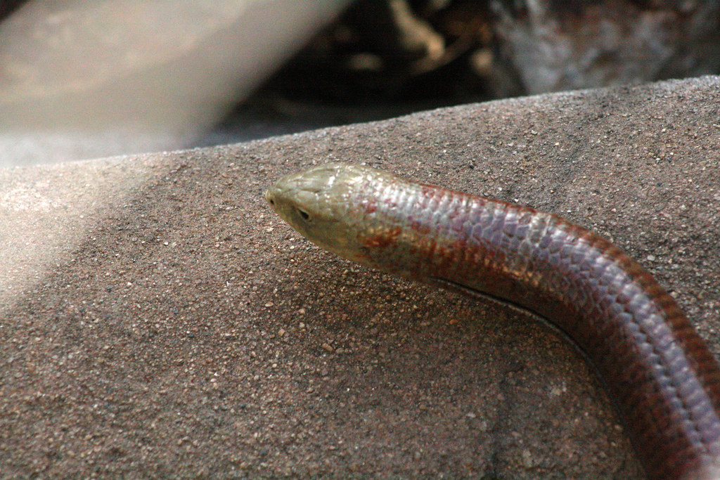 lizard without legs madoom715 Flickr