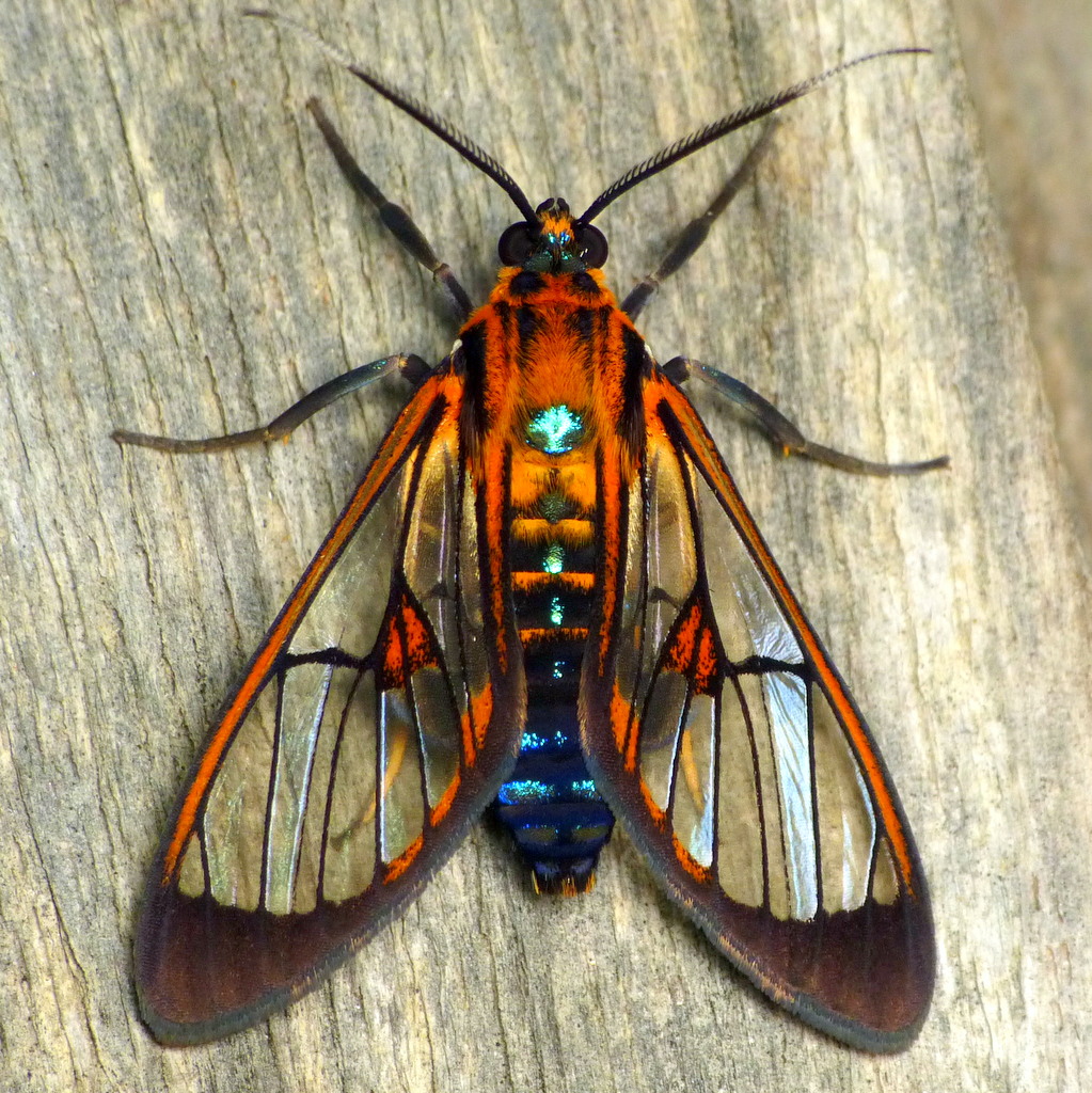 Wasp moth, Cosmosoma thia? Ctenuchinae Andreas Kay Flickr