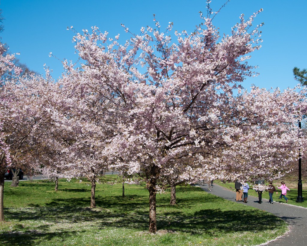 Cherry Blossoms, Branch Brook Park, 2/4 Took a short trip … Flickr