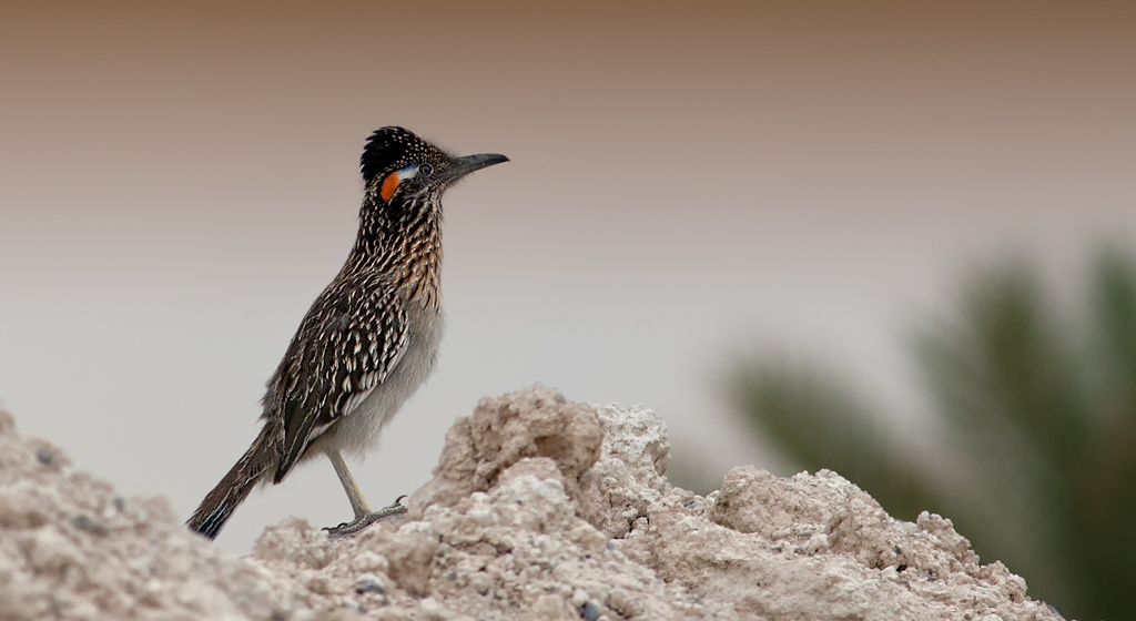 Roadrunner Las Vegas, Nevada Moira Fenner Flickr