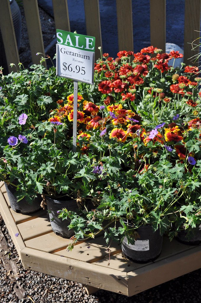 New perennials on sale! The Greenery Nursery and Garden Shop Flickr