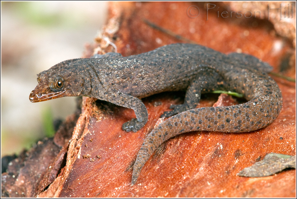 Florida Reef Gecko (Sphaerodactylus notatus notatus) Flickr