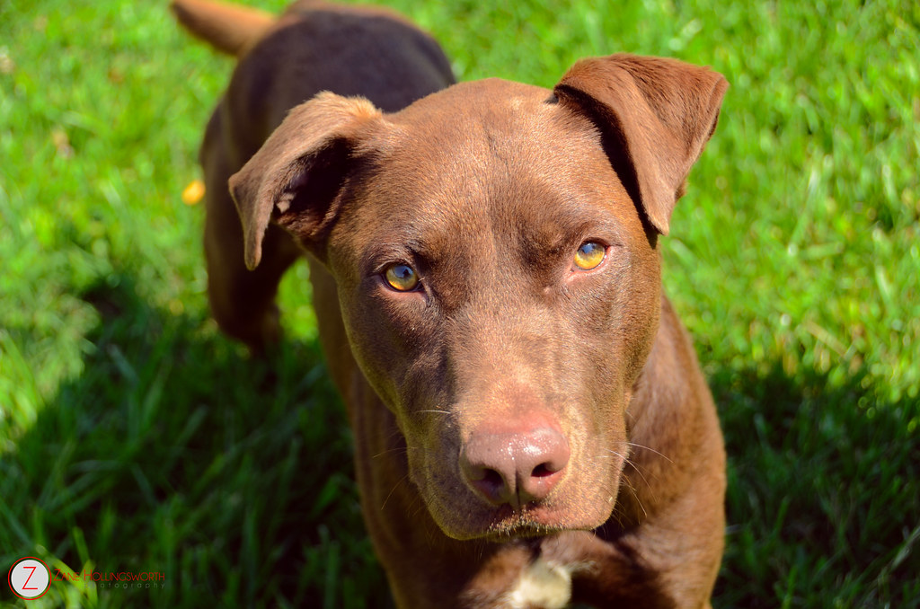 Pittsburg County Animal Shelter / Adopt A Pet Today from the Lassen