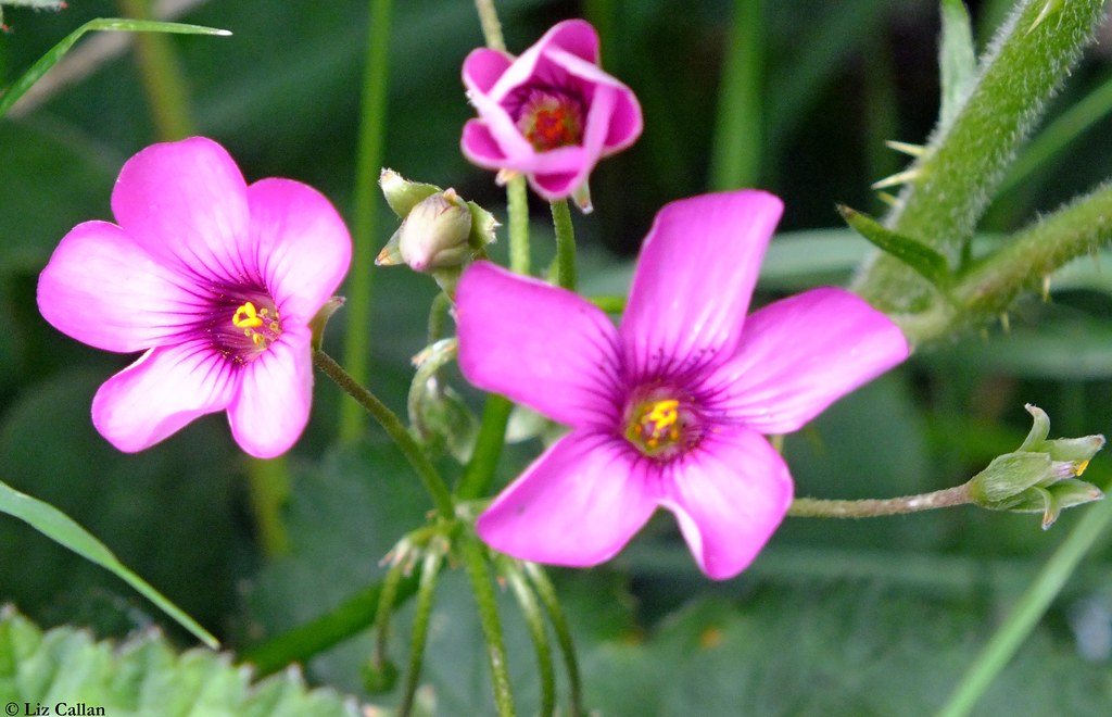 Aberdovey Estuary Wales wild flower 060512 Aberdovey lies … Flickr