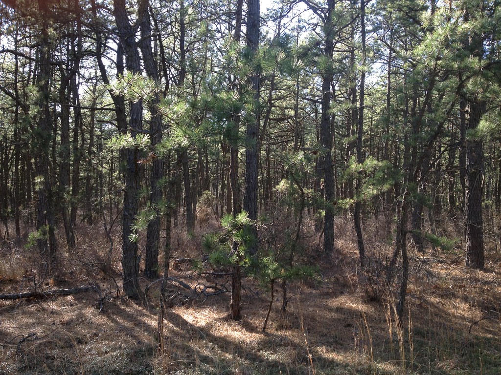 IMG_0378 Cranberry Bog County Park ClaudF Flickr