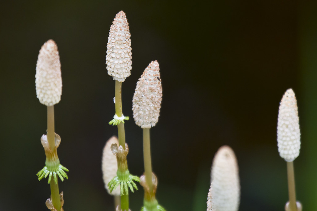 Horsetails Common plant in the Taiga Forest. Vartius, Kuhm… Flickr