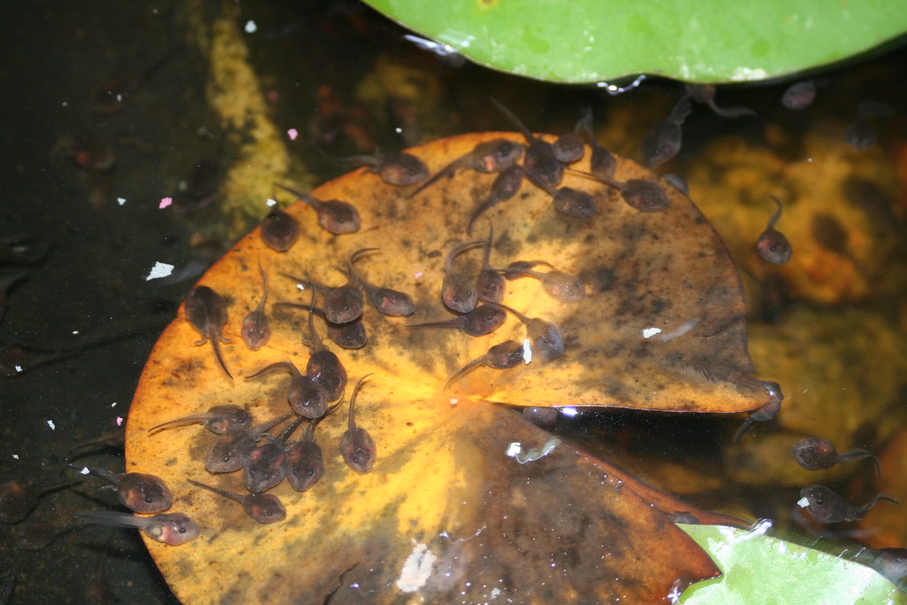 Baby Frogs Tadpoles in my pond at home in Kirbyville. sublazer Flickr