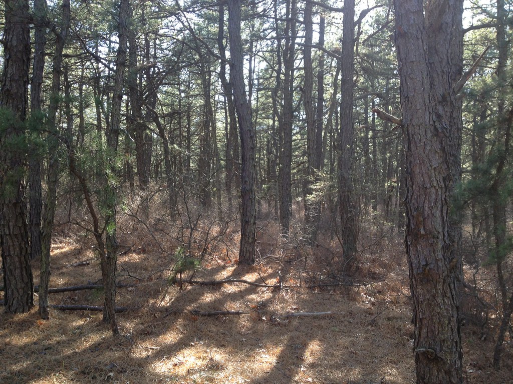 IMG_0374 Cranberry Bog County Park ClaudF Flickr