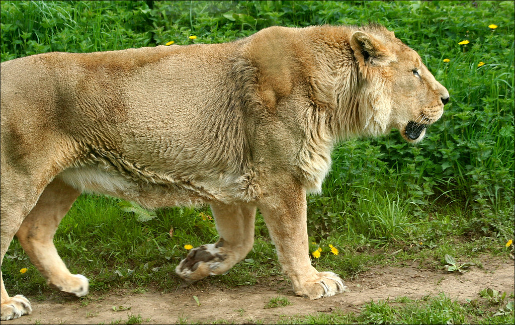 Cotswold Lion One of the lions at the Cotswold Wildlife Pa… Flickr