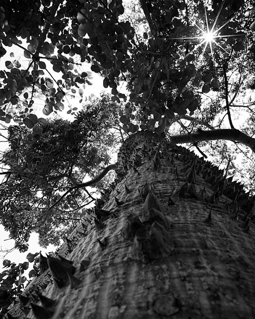 Floss Silk Tree at the Irvine Arboretum DollyBeMine Flickr