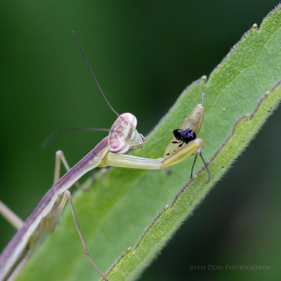 pray mantis eating bug Beth Duri Flickr