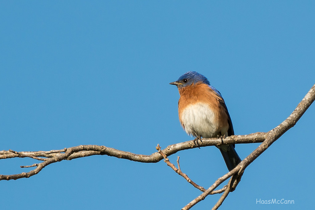 2016 03 berville Park Flickr