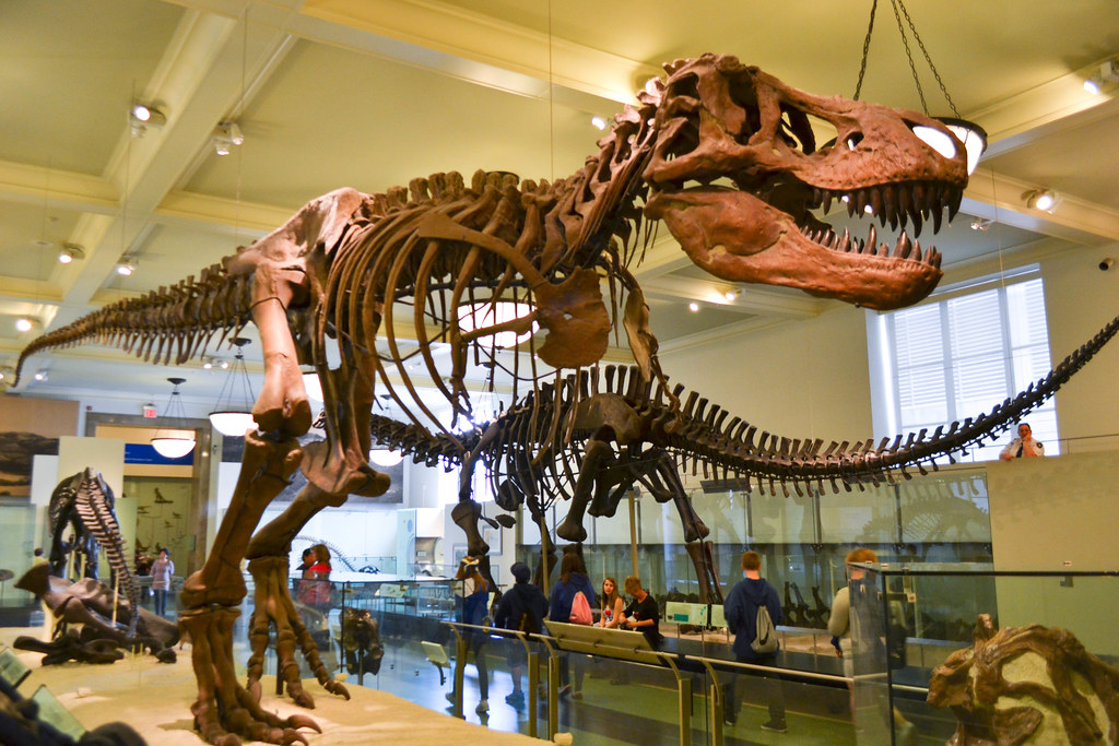 TRex American Museum of Natural History, New York, NY generatorrr