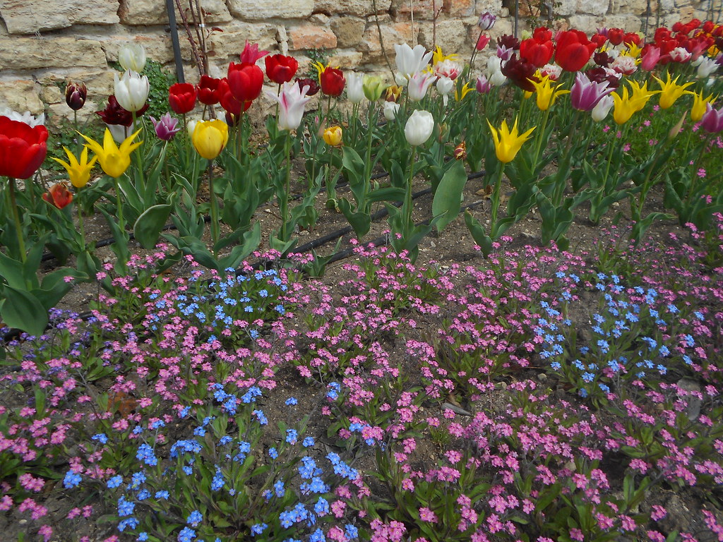 DSCN1432 flowers for everybody! lili_200729 Flickr