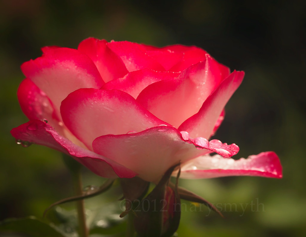 A rose is a rose is a rose. Gertrude Stein marysmyth(NOLA13) ️ Flickr