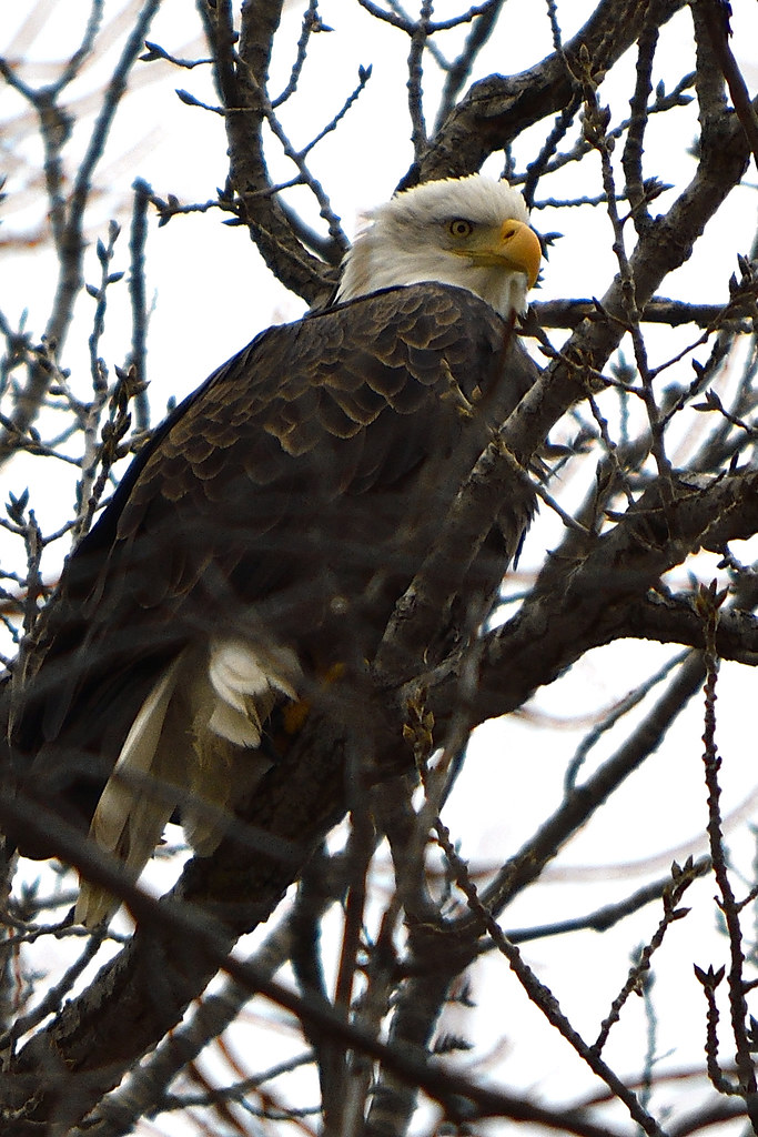 Bellevue, Iowa Bald Eagle C. Denise Bacher Flickr