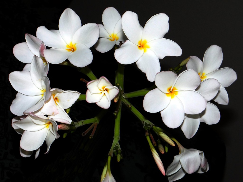 FRANGIPANI / PLUMERIA 22 (Bangla = কাঠ গোলাপ) … Flickr