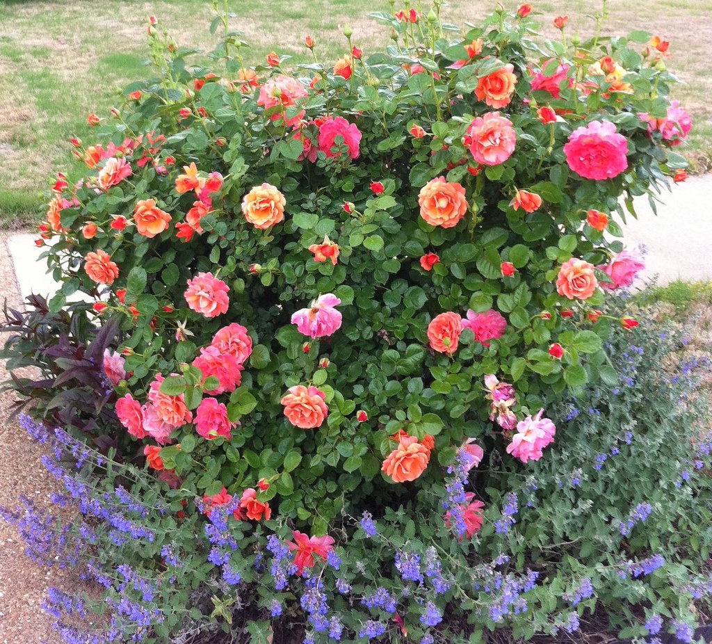 Rose 'Easy Does It' Rose 'Easy Does It' Best Rose ever c… Flickr