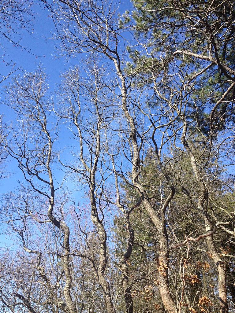 IMG_0367 Cranberry Bog County Park ClaudF Flickr