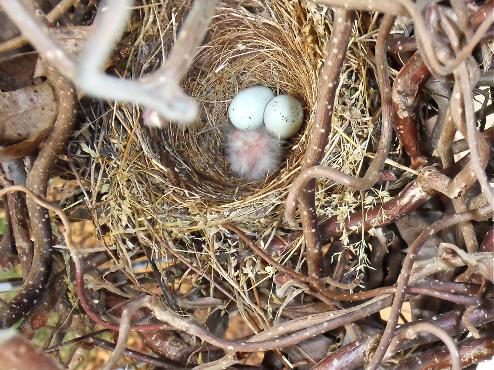 House Finch Eggs & Hatchling in their Nest The "Birdie Bow… Flickr
