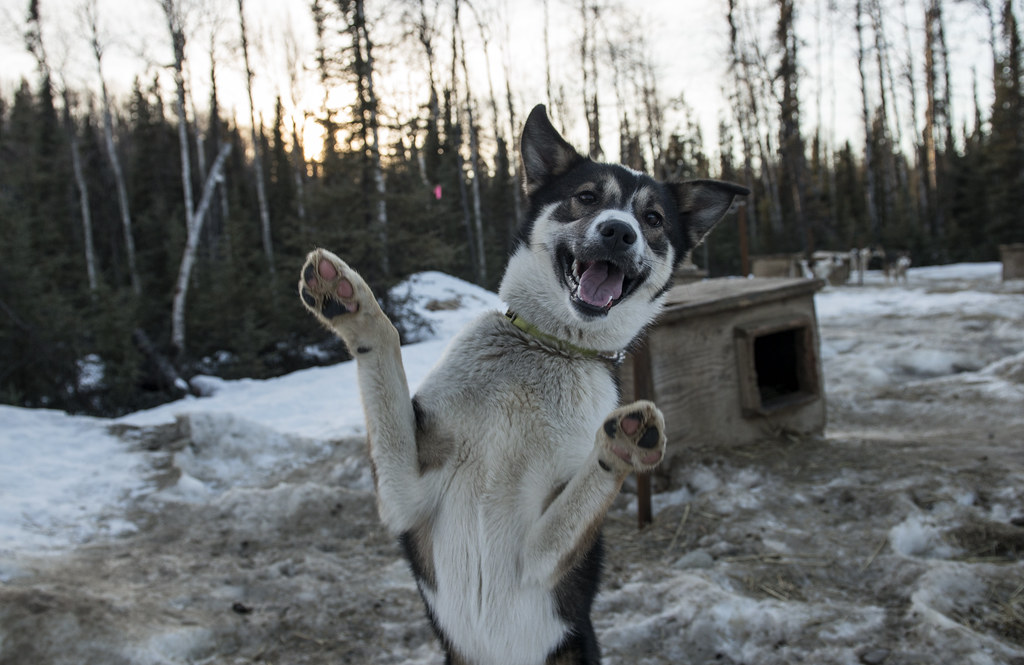 160306FBP133562.JPG A sled dog stands on two legs at th… Flickr