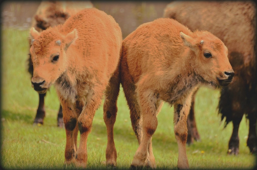 Buffalo babies Yellowstone Wandering Coda Flickr