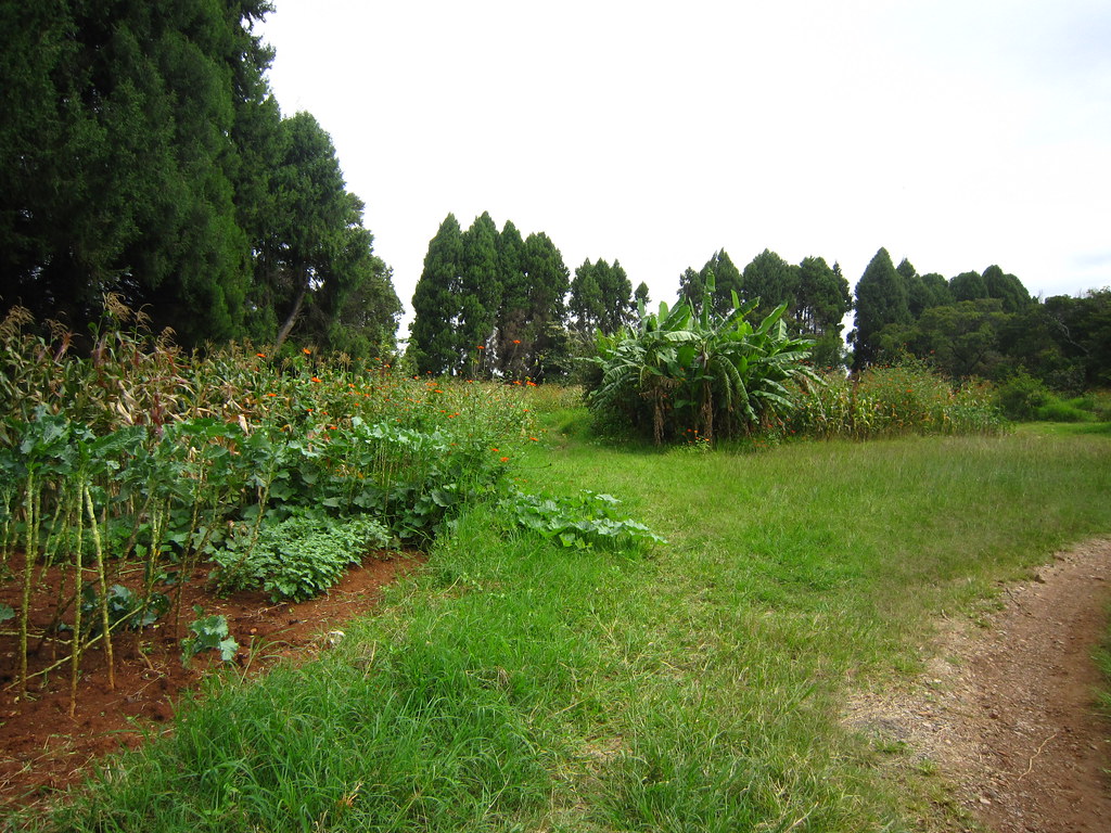 Harare impressions IMG_0106 Botanic Garden, Harare Flickr