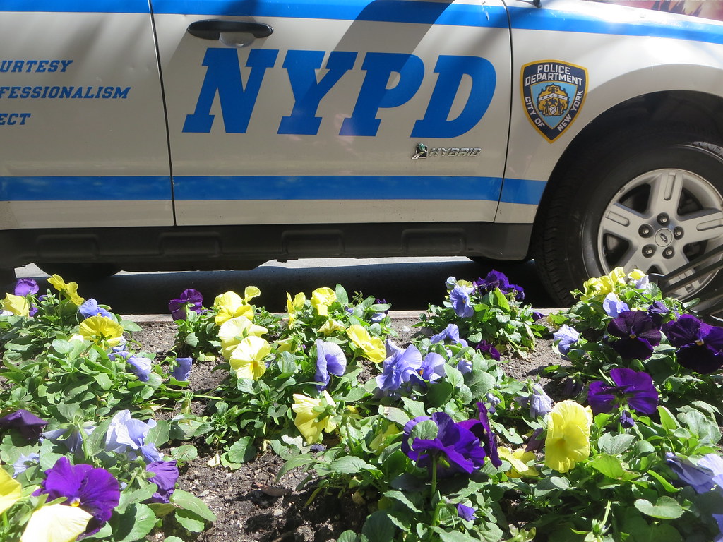 Pansy spring flower garden next to NYPD New York Police Department car