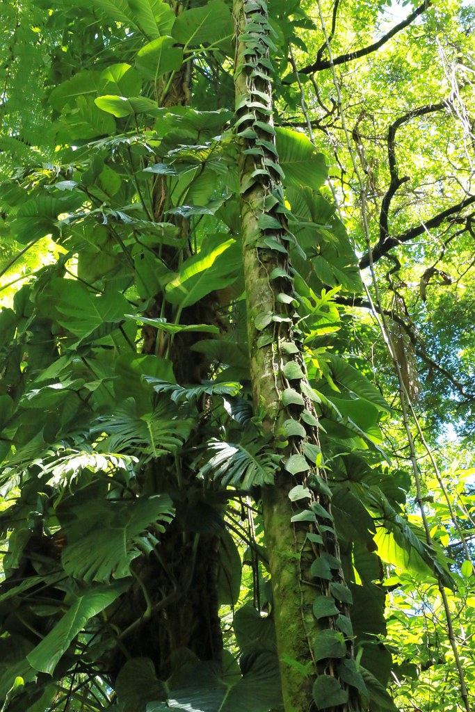 Kauai Flowers Kauai Flowers jscott7357 Flickr