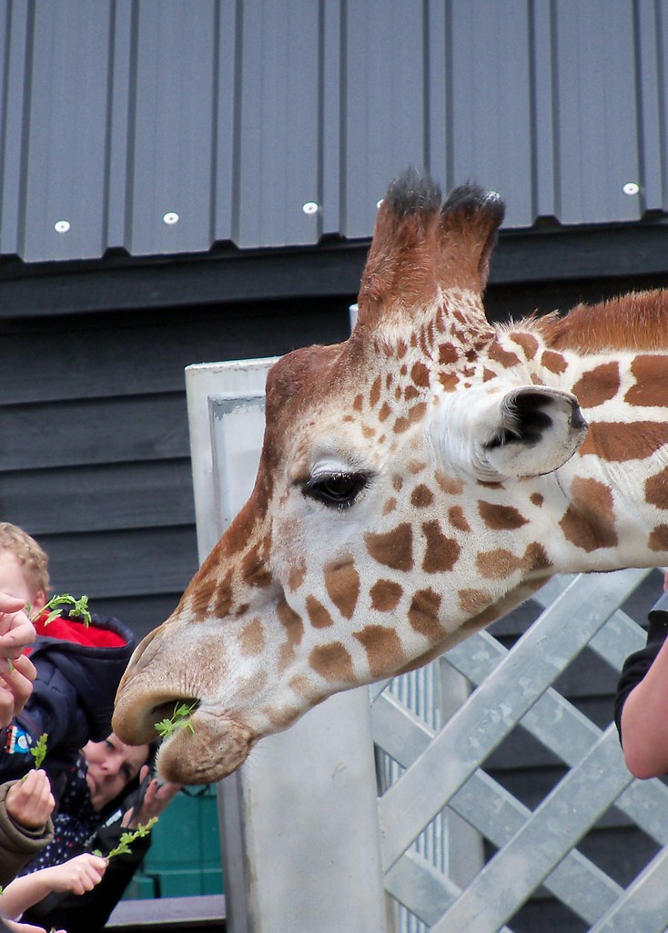 Giraffe Feed Colchester Zoo Kezia Parrott Flickr
