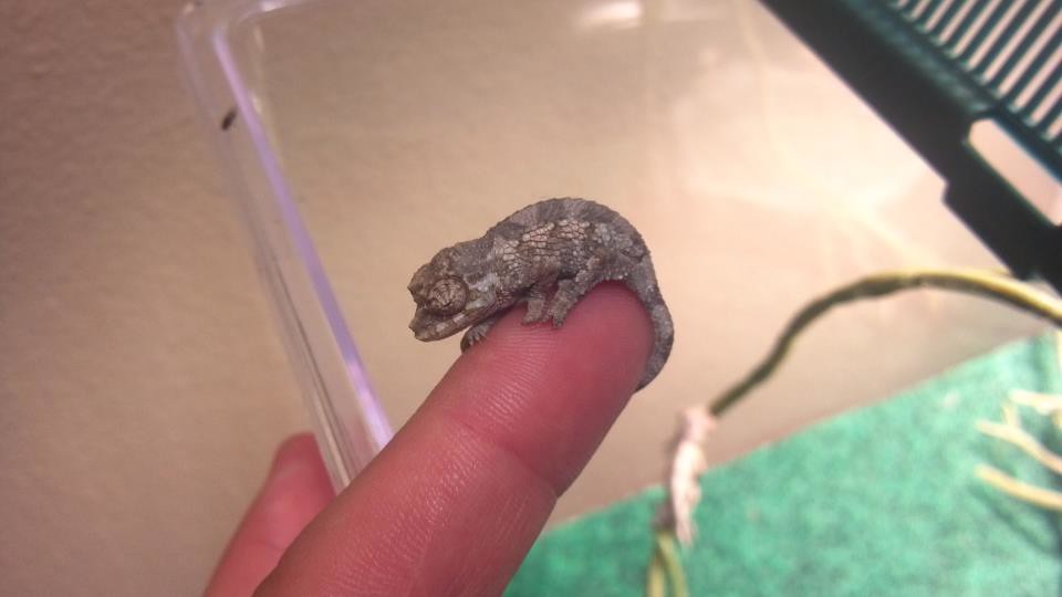 BABY CHAMELEON 2 day old baby cham Mike Bauschka Flickr