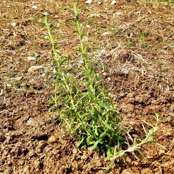 Rosemary is an Perennial that withstands dry droughts. Can… Flickr