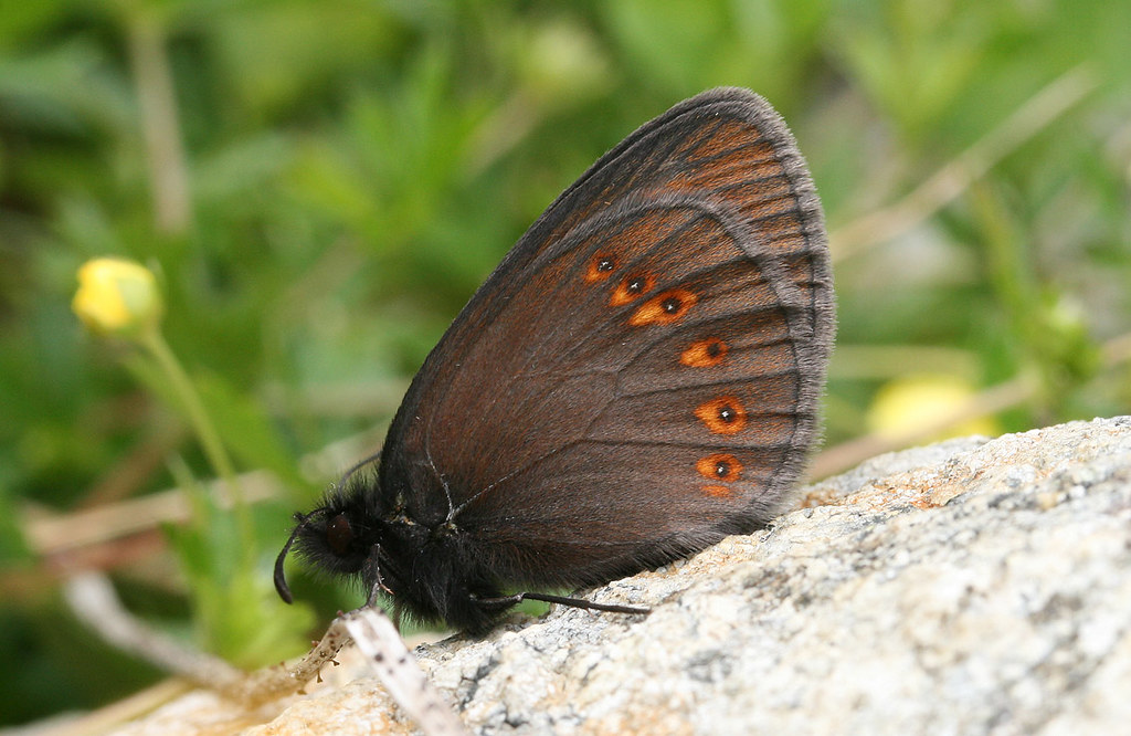 Erebia alberganus Almondeyed Ringlet Grimsel Pass, Swit… Flickr