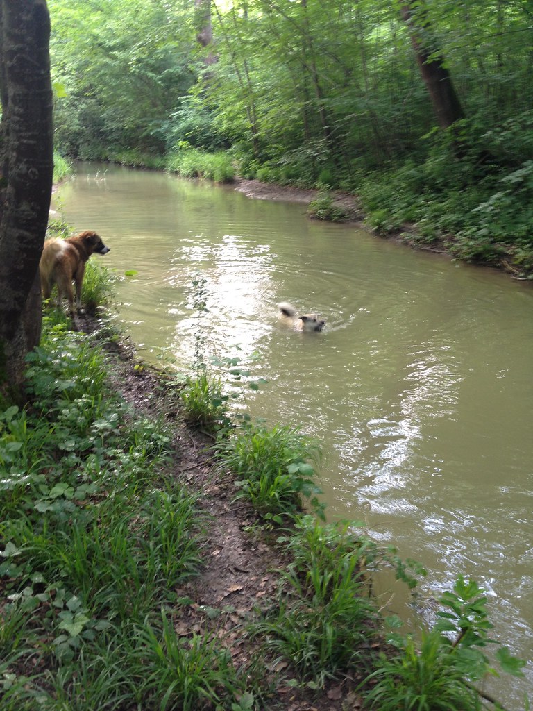 München dog walking English Garden ditav_v Flickr