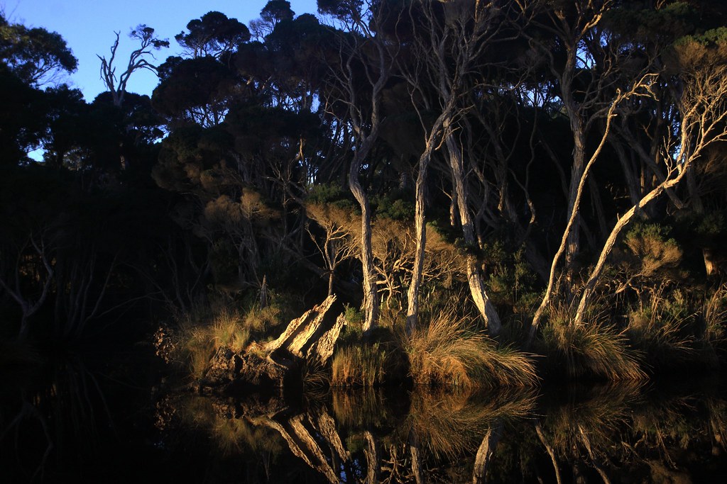 Tea tree Sisters Creek, Tasmania Penny Whetton Flickr