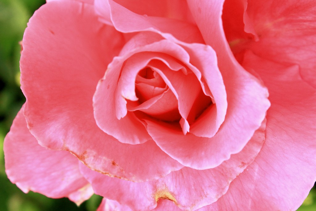 Flowers Flowers DJ SINGH Flickr